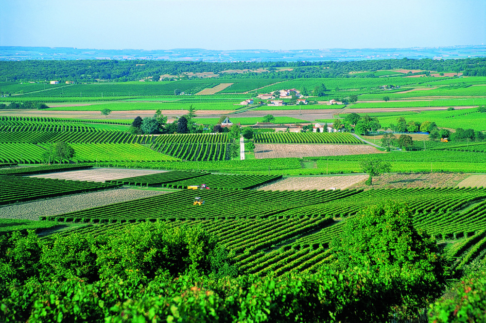 Самые сельскохозяйственные страны. Виноградники Бургундии. Виноградные плантации во Франции. Шато во Франции с виноградником. Аквитания виноградники.